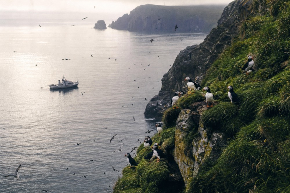 Puffins with bright orange beaks clustered on a green cliff ledge above the sea, more birds wheeling over the water on a clear early-summer day.