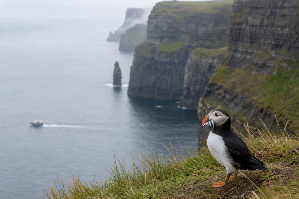 A single Atlantic puffin in sharp focus on a grassy ledge, beak full of silvery sand eels, the blurred cliff and sea of the Cliffs of Moher behind it.