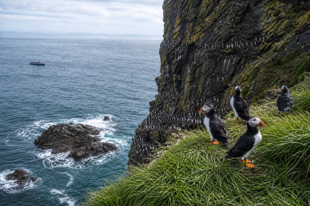 Atlantic puffins standing on a grassy green ledge high on the cliff face, orange beaks bright against the dark rock, guillemots packed on the ledges below them.